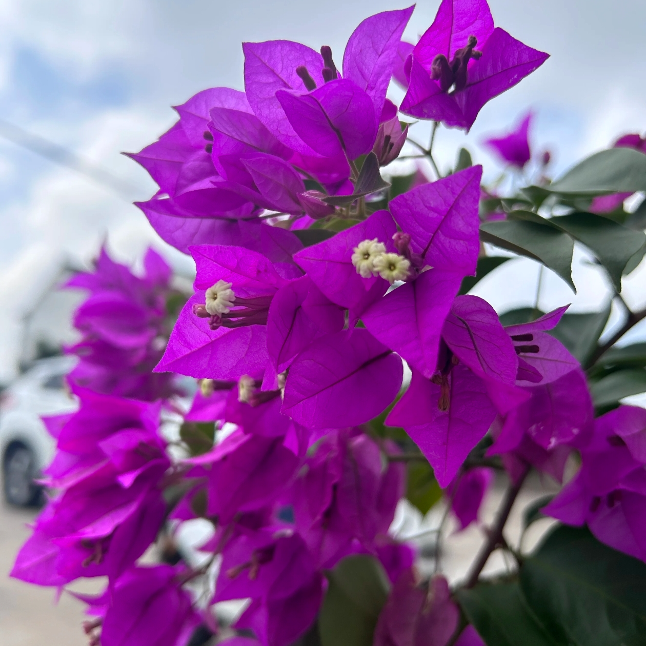 云南紫三角梅盆栽(运输过程避免不了会掉花掉叶介意勿拍)