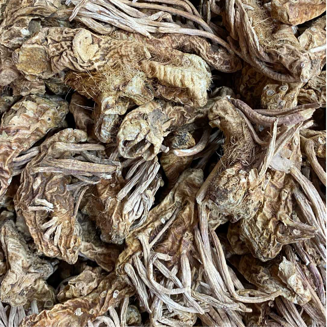 周年庆典-穿山龙-精选核心产区