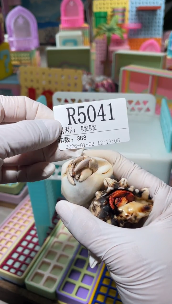 嗷*陌派有钳寄居蟹5041