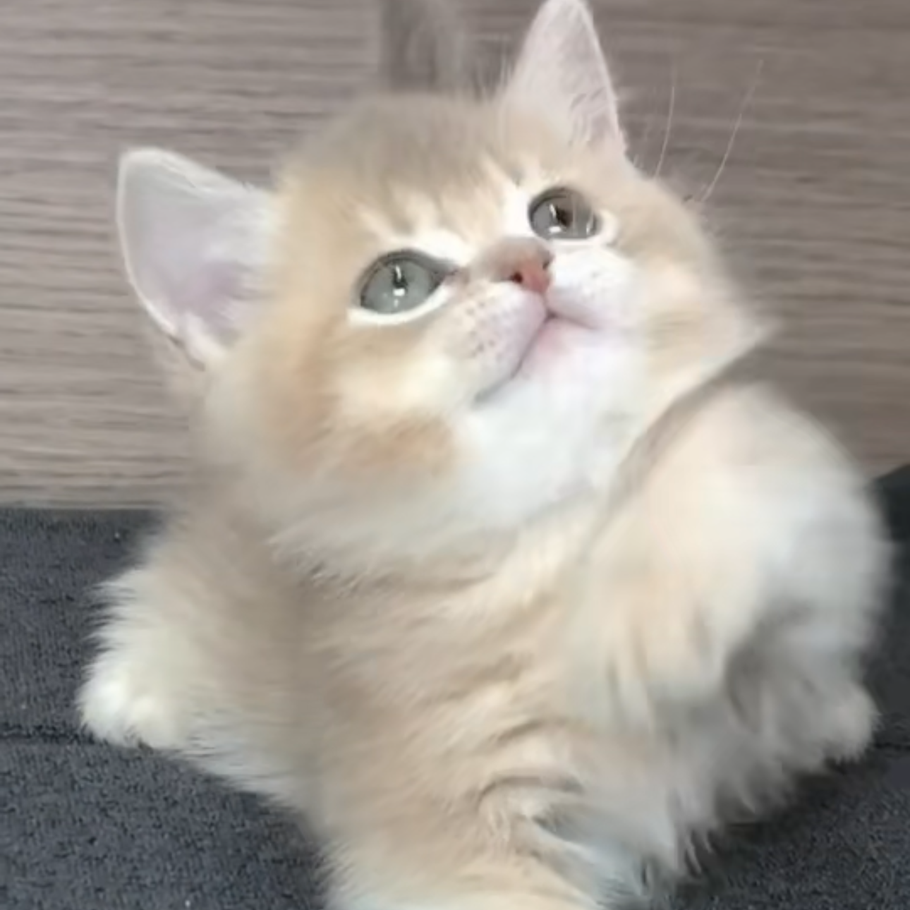 来了姊妹-矮脚 蓝金英短猫 弟弟 15