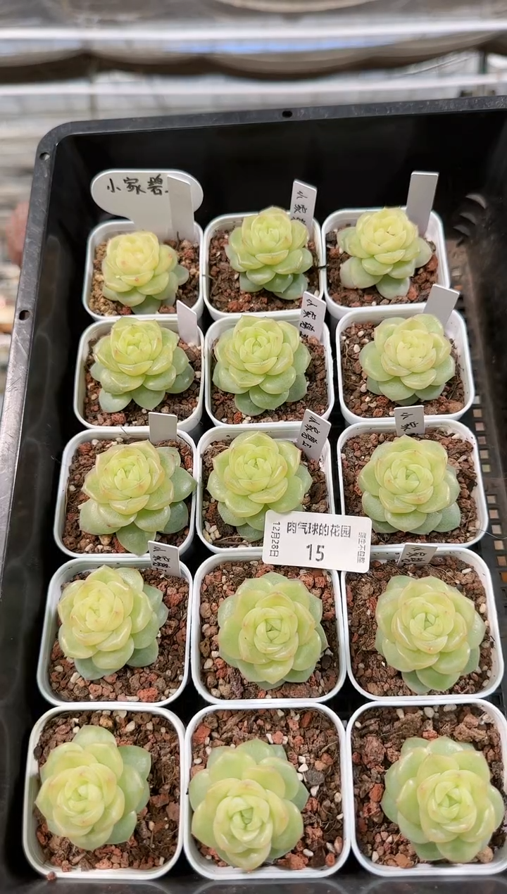 1228-15小家碧玉多肉量拍任意发一颗群生不包整