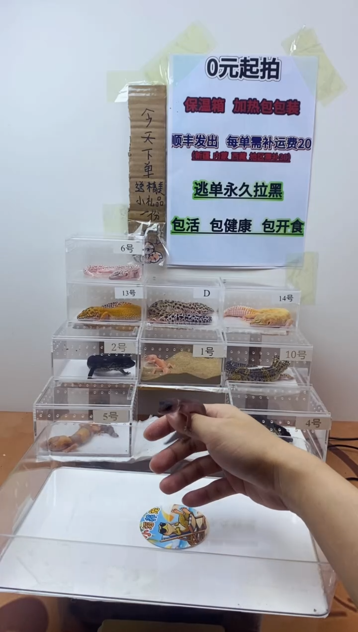 豹纹守宫豹纹守宫幼苗亚成体成体