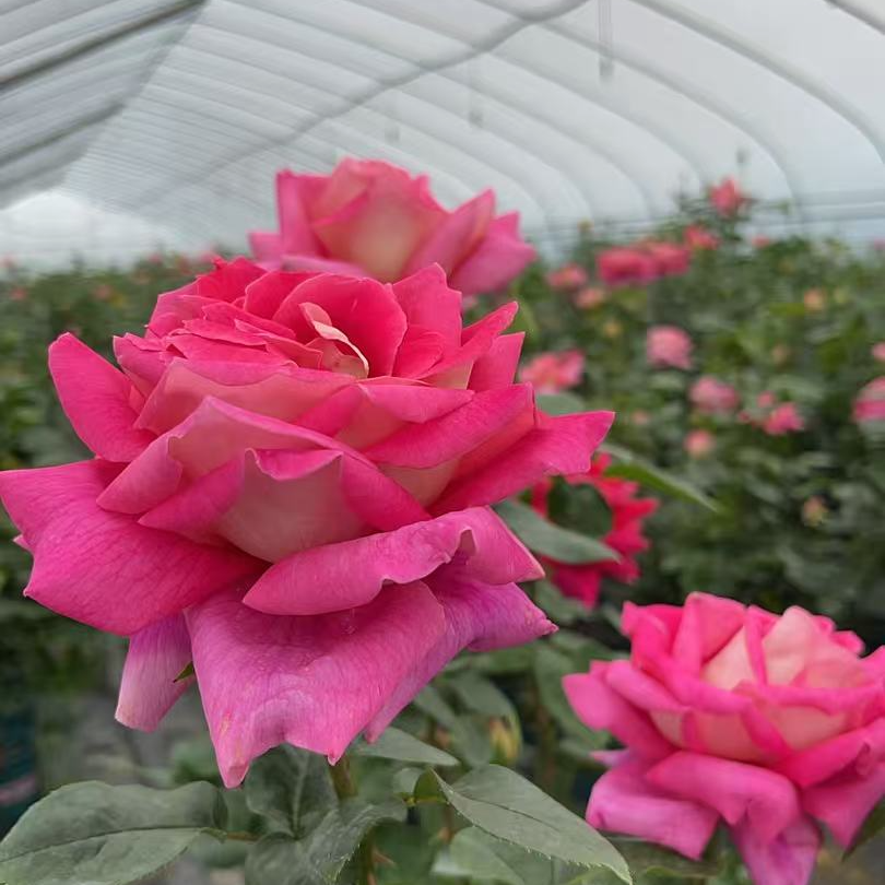 月月开花【火和平】带盆棒棒糖树桩月季花庭院美化四季开花顺丰快递