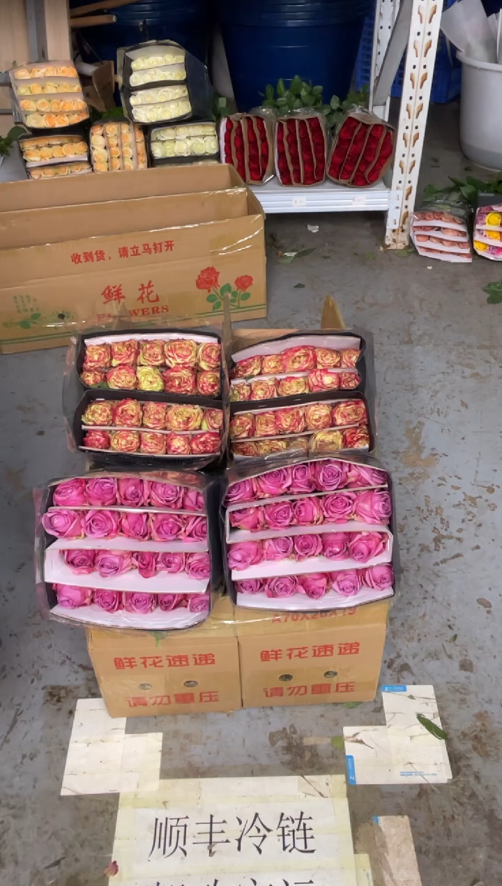 苹果杰克20枝+冷美人20枝