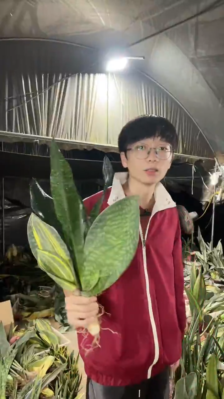 黄金宝镜+翡翠宝镜+高脚黑金刚