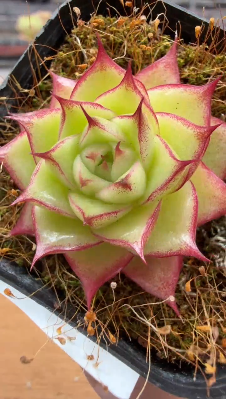 东云多肉园三店-32