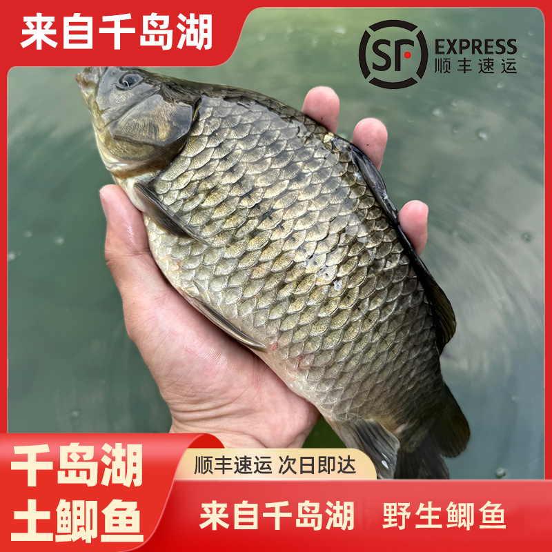 正宗千岛湖土鲫鱼-现捕现发顺丰活鱼到家（2斤-5斤）鲫鱼同城送