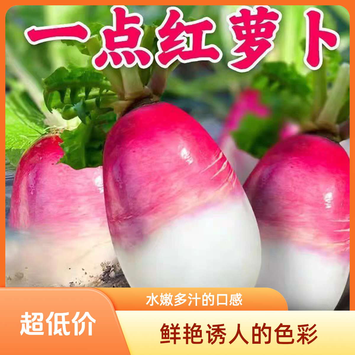 临安天目山高山露天一点红萝卜脆甜