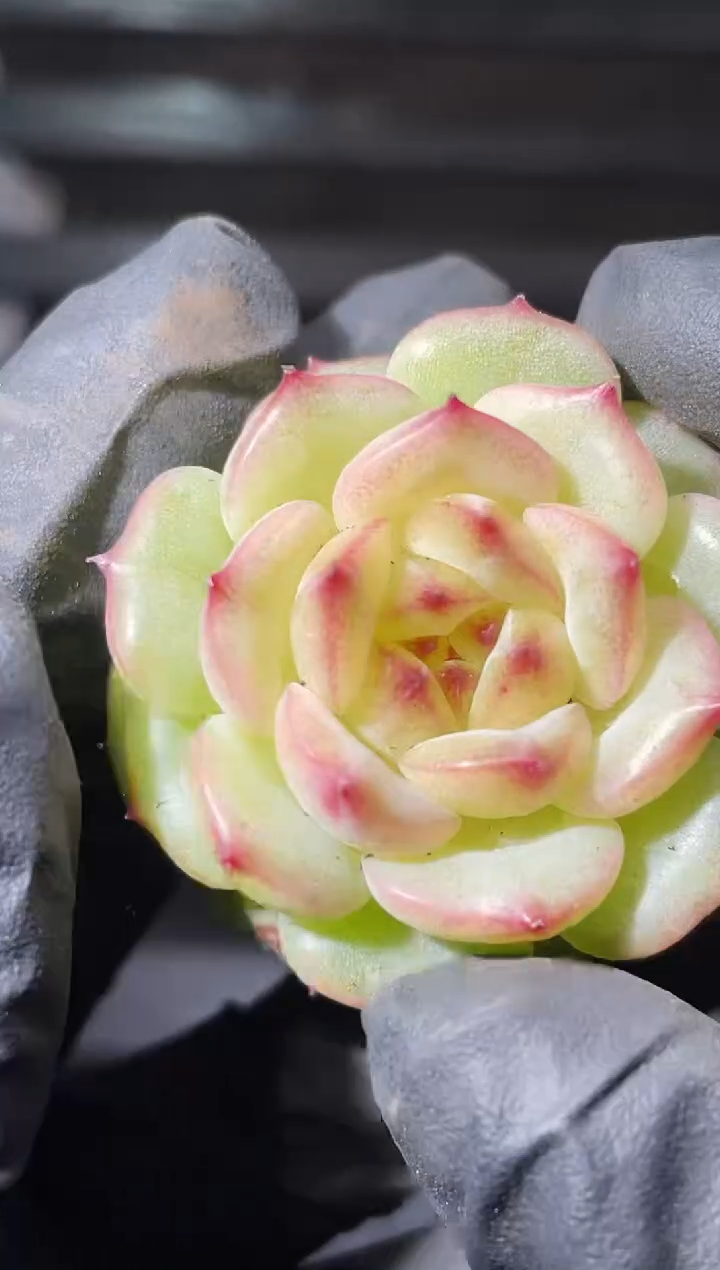 20-91 花朵天命3-4厘米量拍发一颗