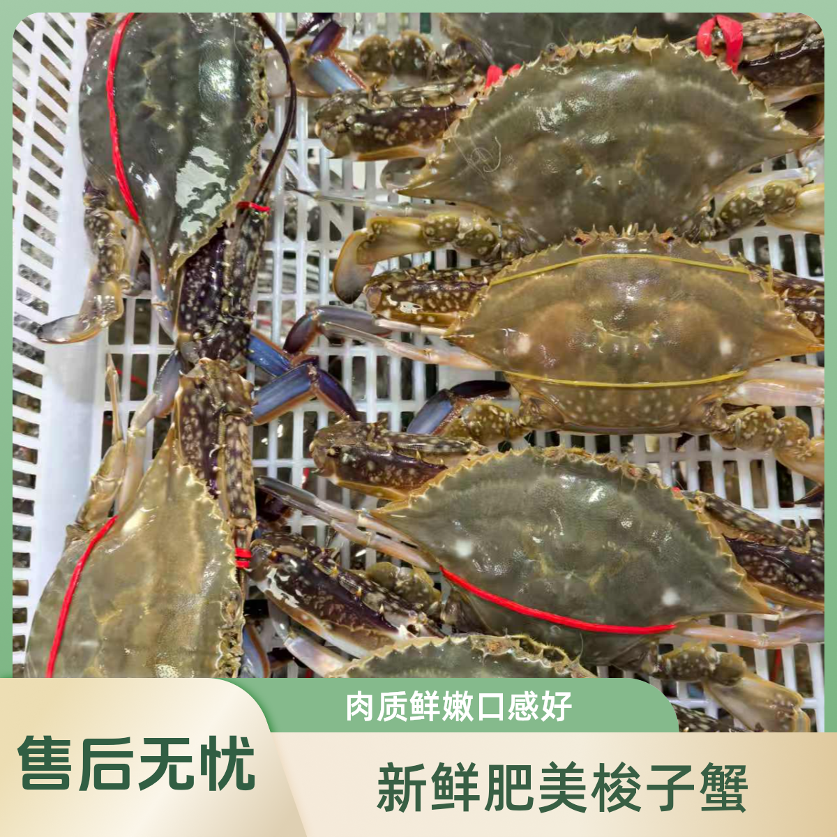 【保鲜不保活】精品中公蟹 一只半斤 一斤两只 部分断臂介意勿拍