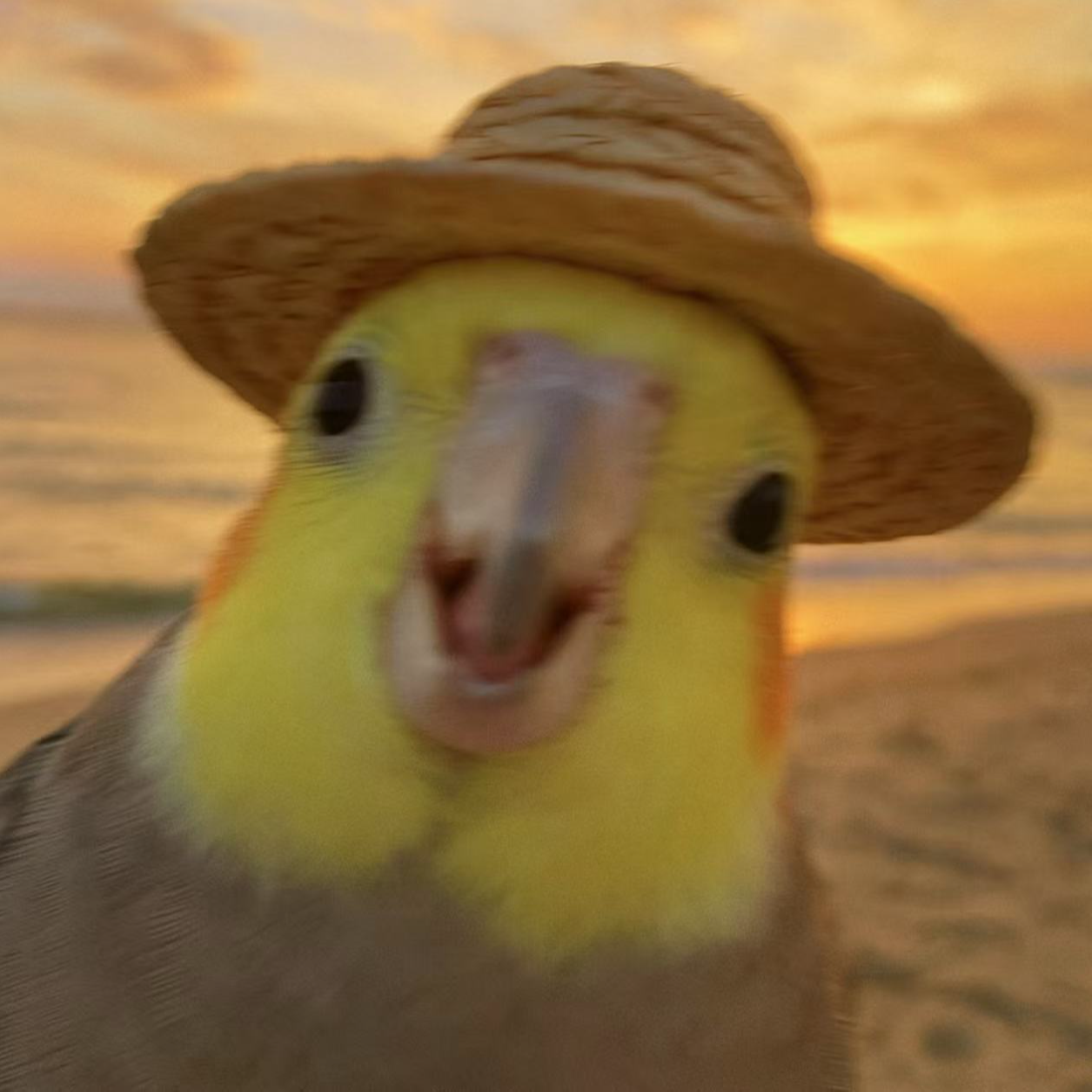 玄风鹦鹉~亲人小鸟~