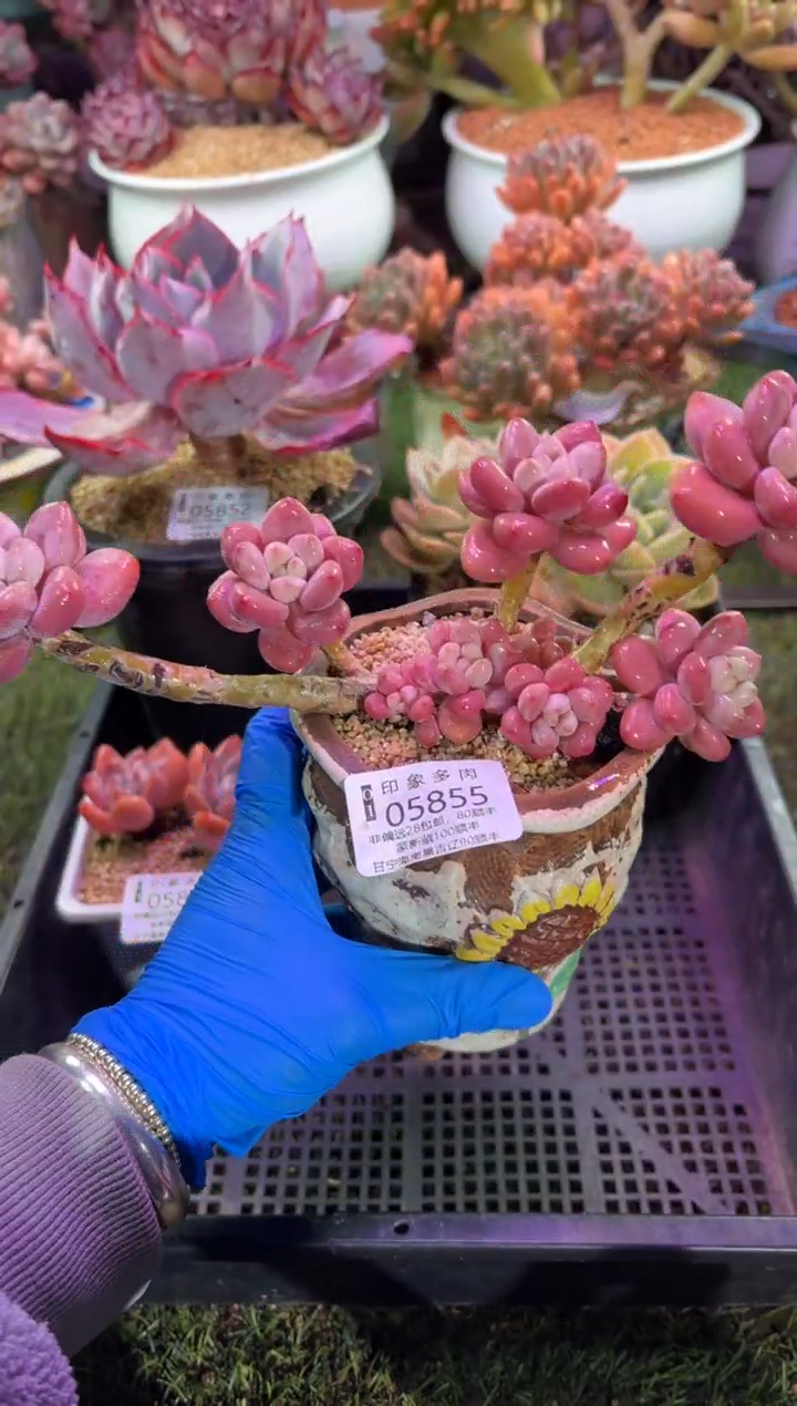 【闪购商品】05855