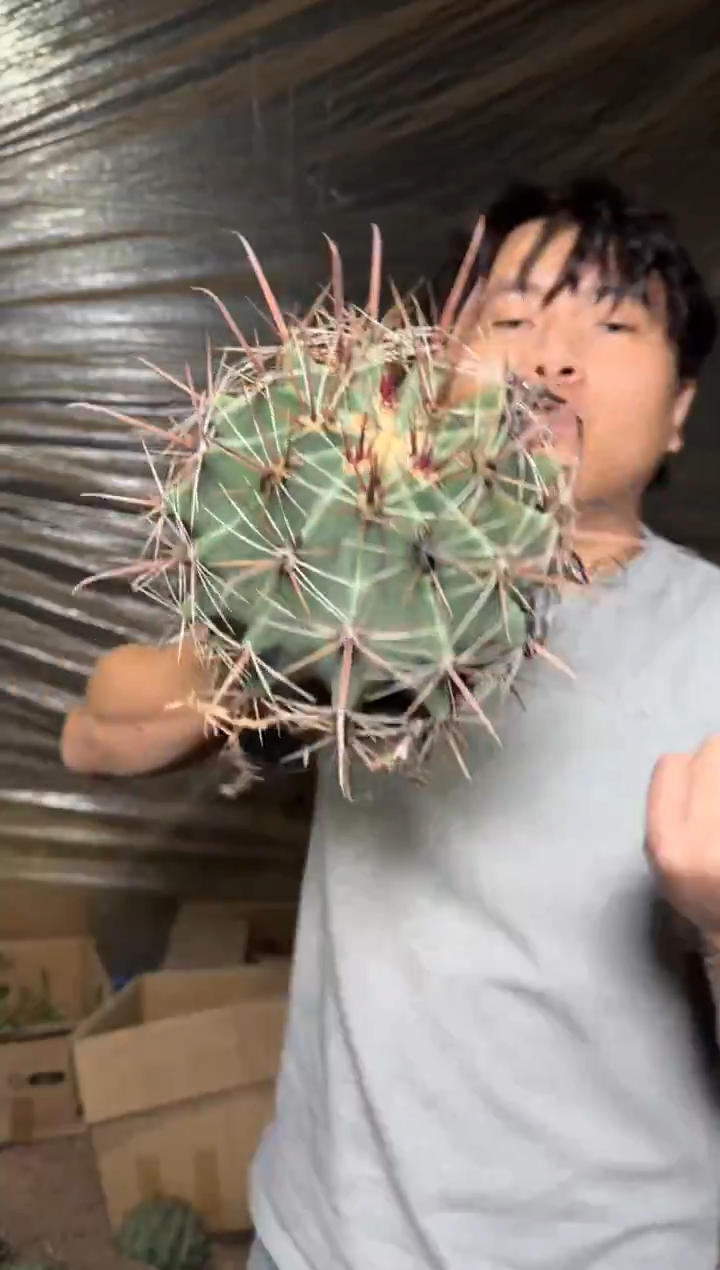 【实生根】超大 神仙玉