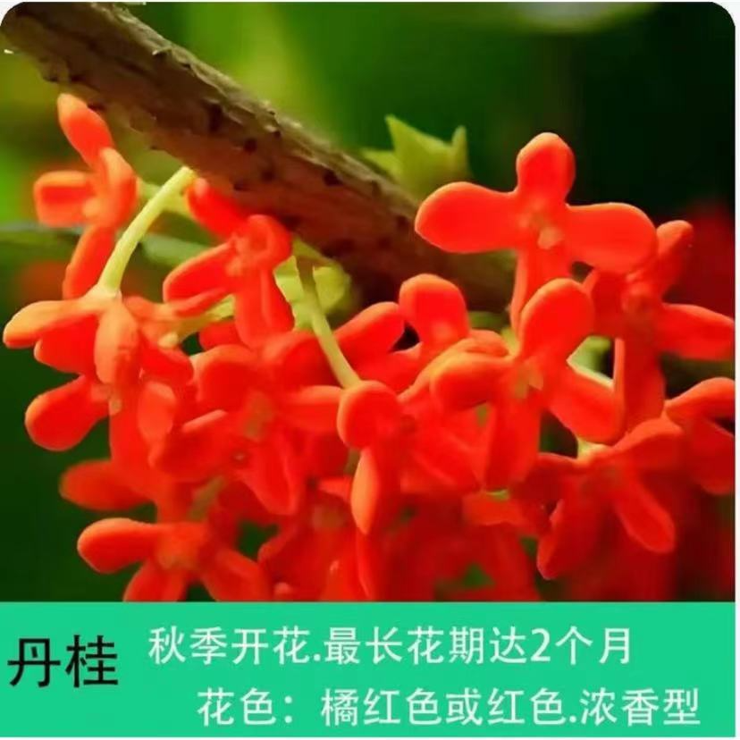 丹桂花盆栽浓香型开花植物室内外阳台庭院好养活