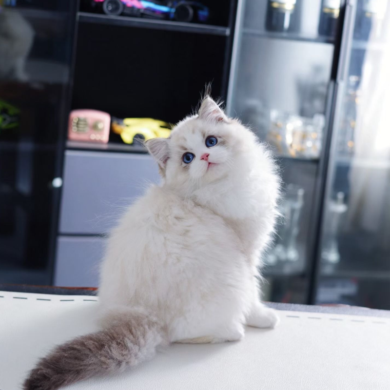 纯种布偶猫幼猫蓝双海双色仙女猫赛级布偶幼崽蓝眼睛活物宠物猫咪