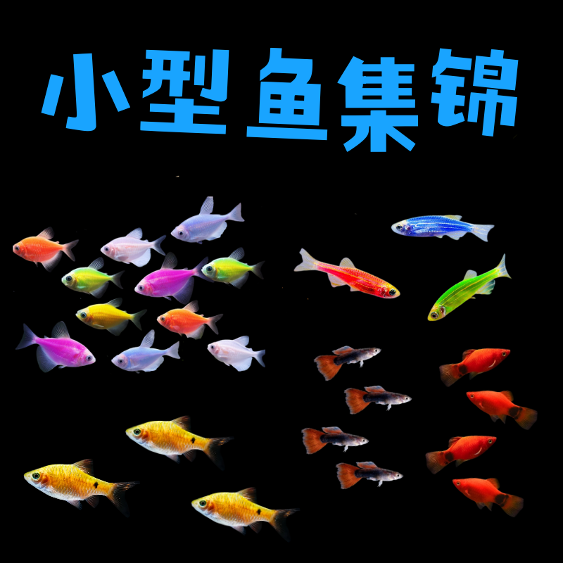 【小型观赏鱼套餐】斑马鱼天使鱼颜色丰富群游好养适合新手