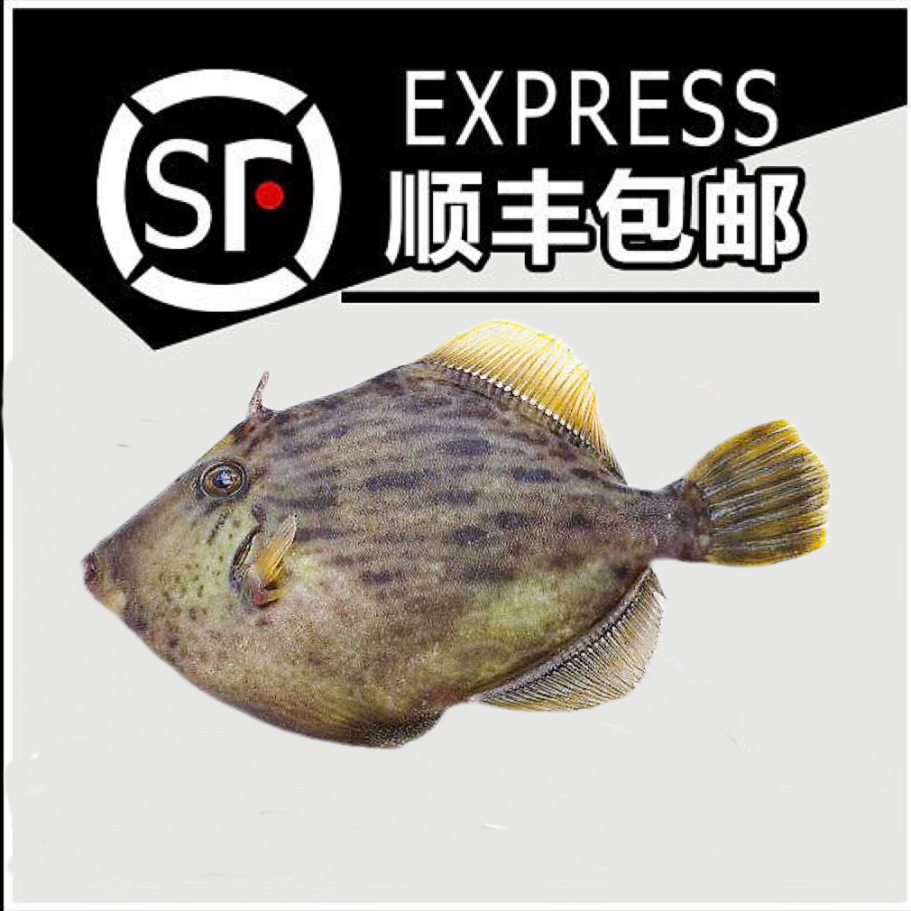 【大圆迪】惠来神泉本港野生网捕大圆迪/剥皮鱼【5包】不去皮速冻锁鲜