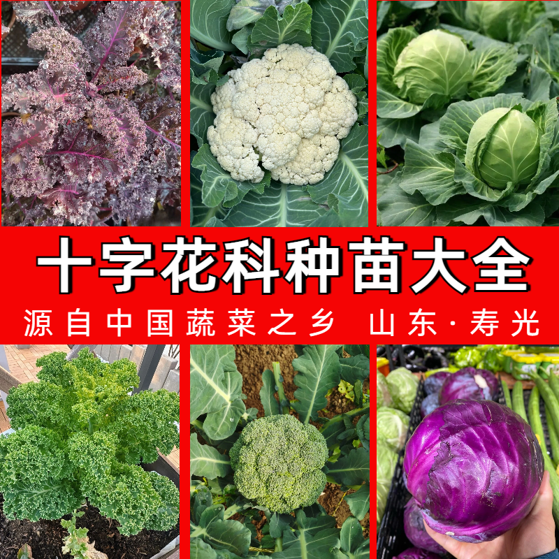 十字花科 西兰花 甘蓝 羽衣甘蓝 花菜 山东寿光蔬菜种苗大全