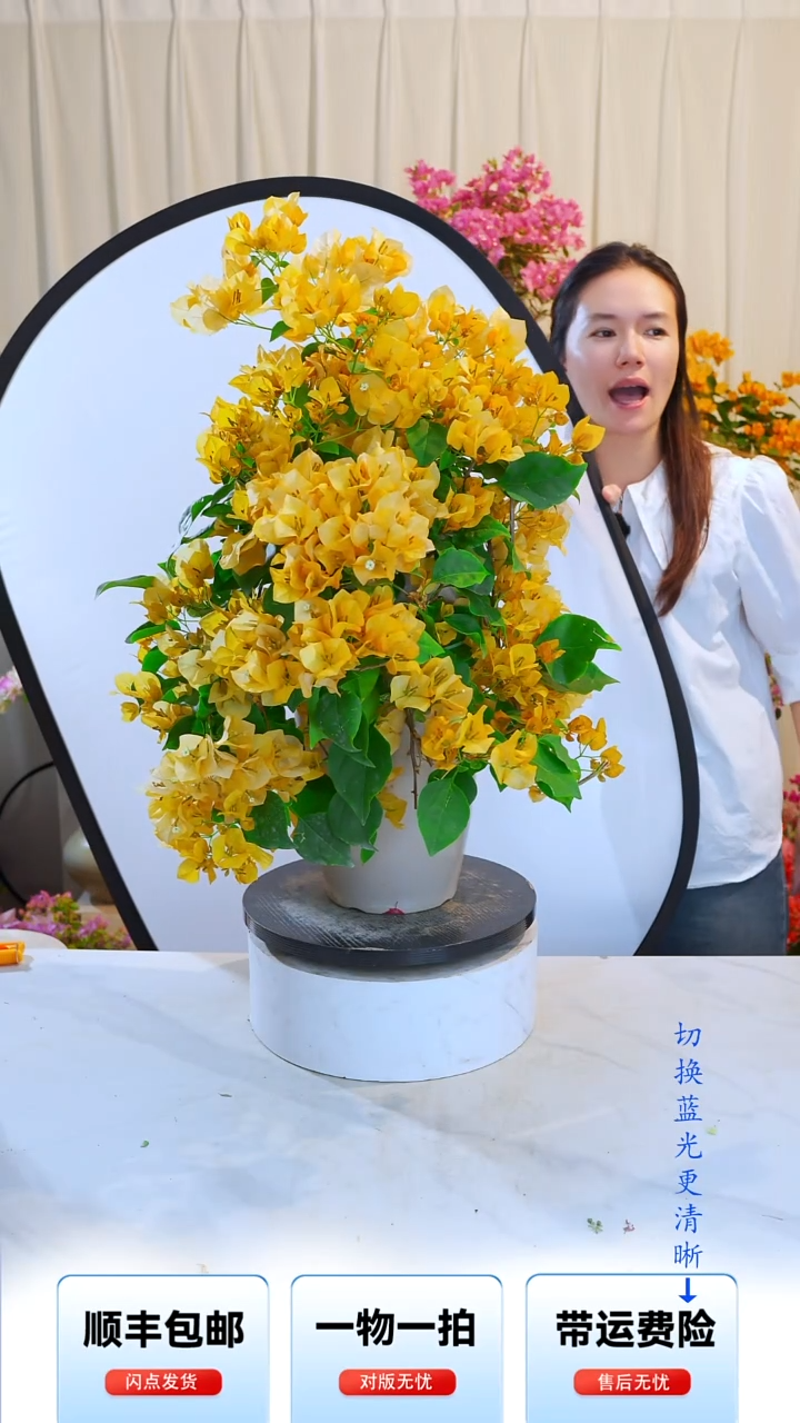 大部分开放少量花苞浅黄