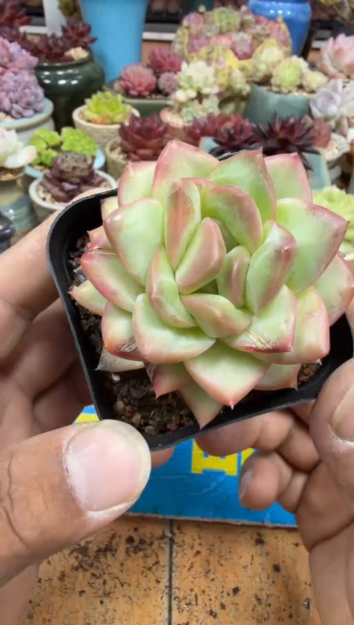 东云多肉园二店-326