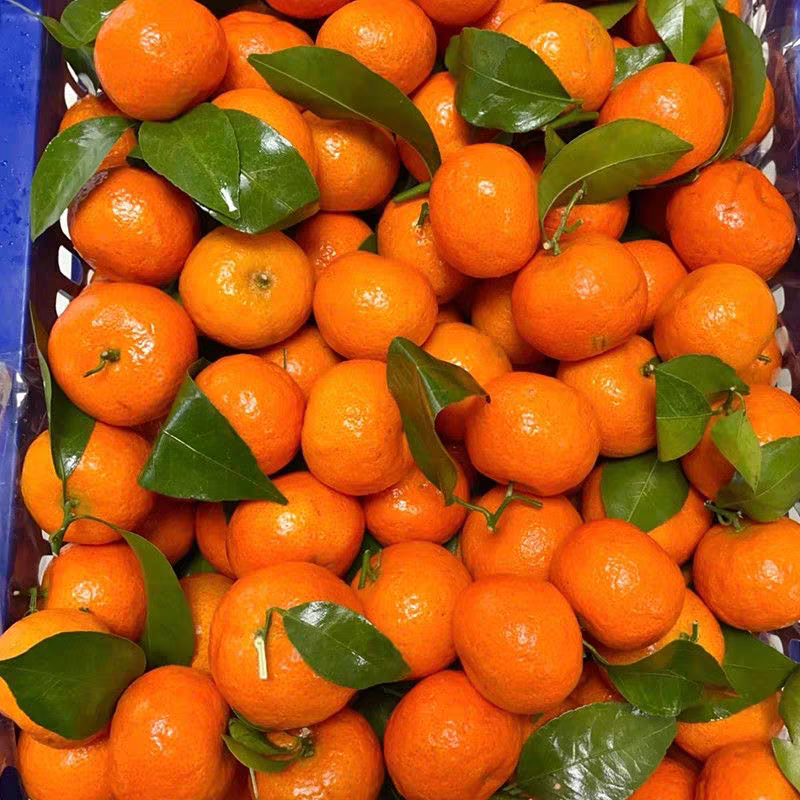 （配送到家）超甜广西砂糖橘2斤装