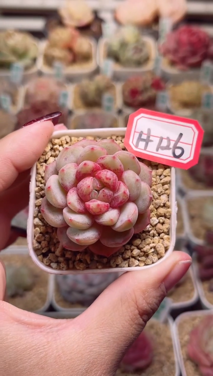 【闪购商品】H126小鹿斑比一物一拍