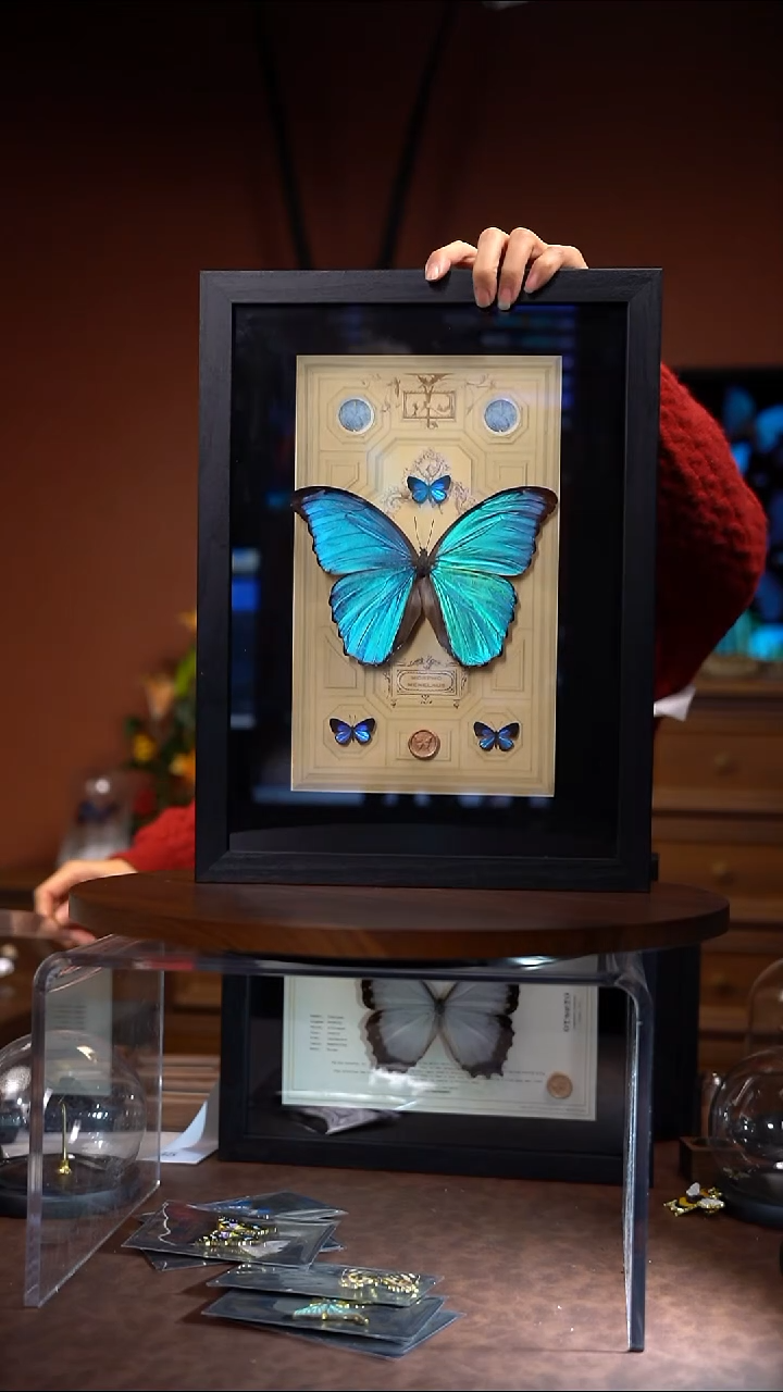 687N大蓝闪蝶+3只灰蝶竞拍