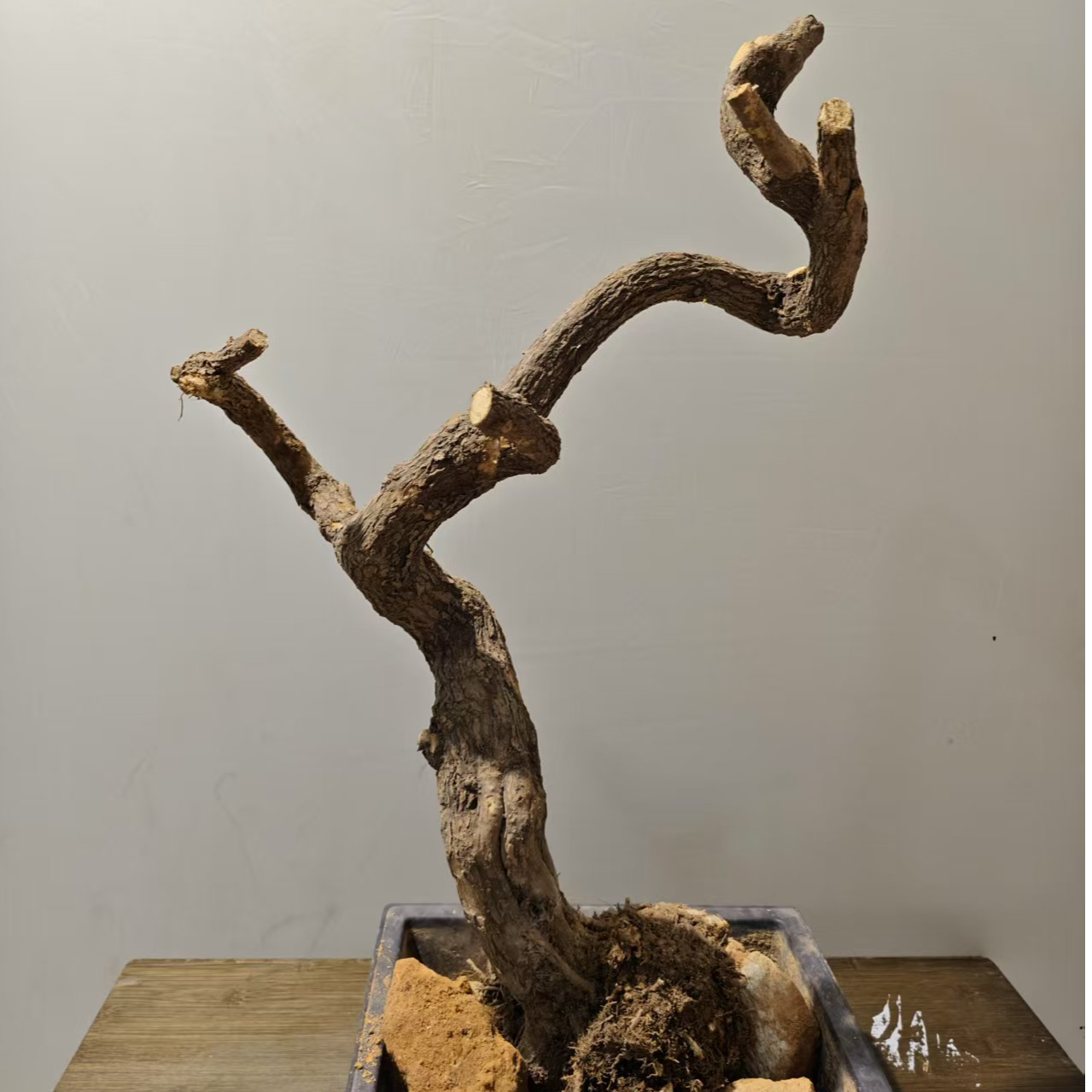 三角梅小叶紫老桩生桩同安红直播间一物一拍