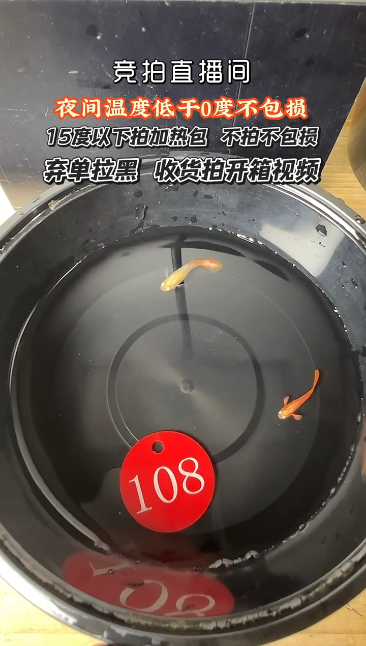 孔雀鱼108 血红欧翼一对