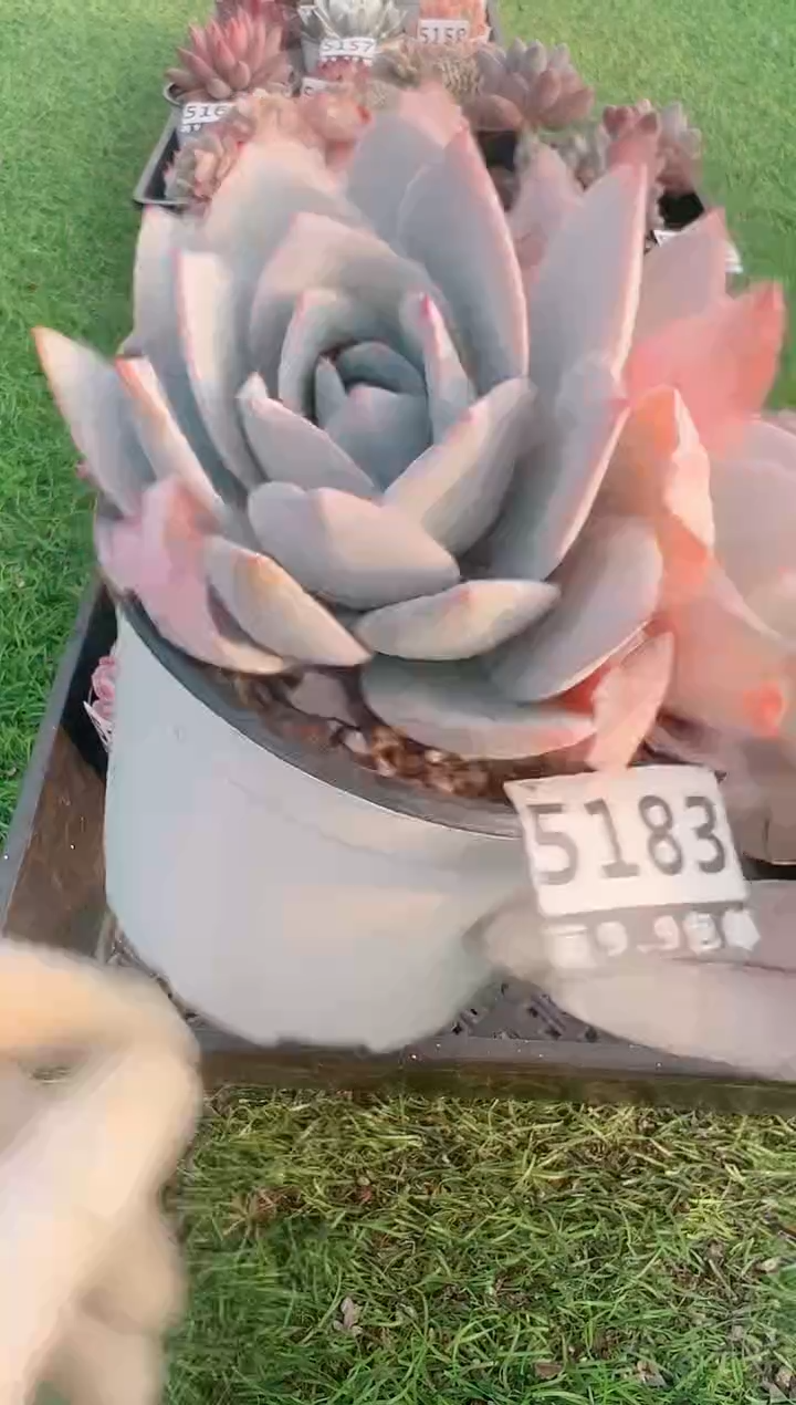 【闪购商品】信福多肉一物一拍