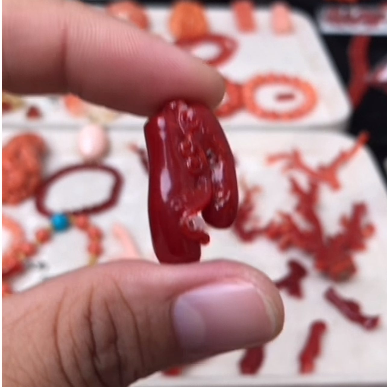 珊瑚阿卡枝子一个