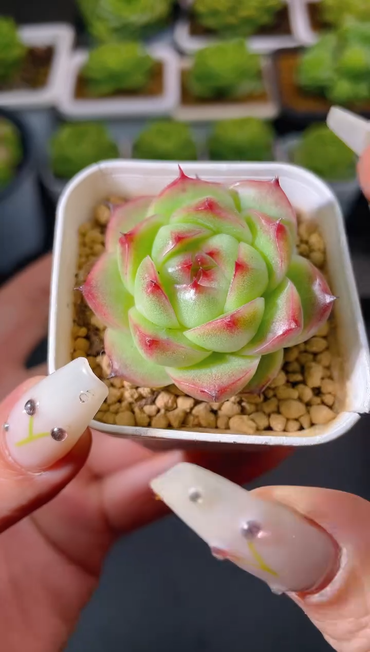 027秘密花园量拍发一颗