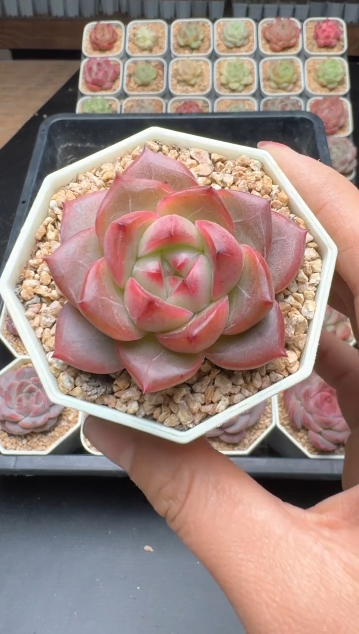 【闪购商品】906B物拍多肉带盆土5.5杯拍3颗包柚