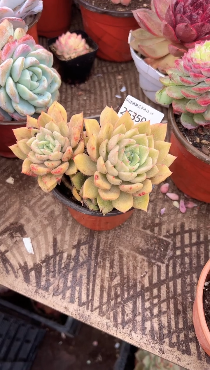 叮*多肉植物一物一拍25359