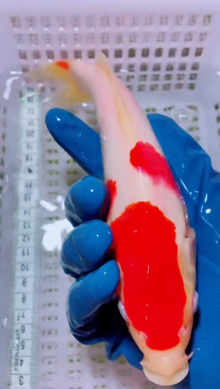 锦鲤血统锦鲤全场包邮158