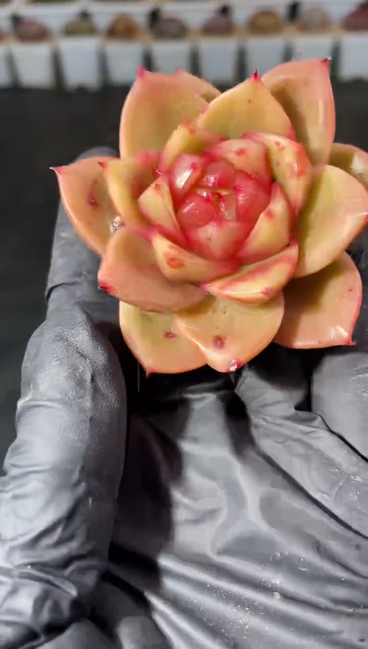 7-92 玉脂4-5厘米 量拍发一颗