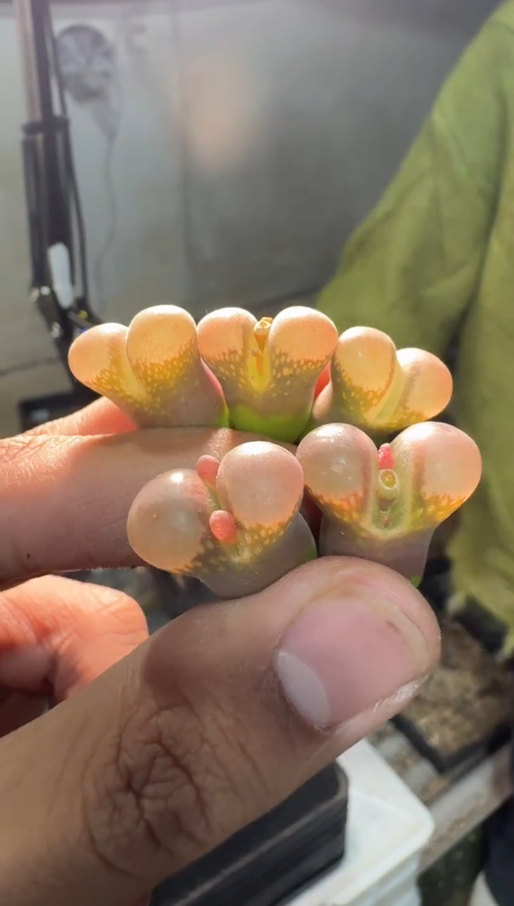 【天津专属】140多肉植物肉锥PV1089鲑鱼粉一颗