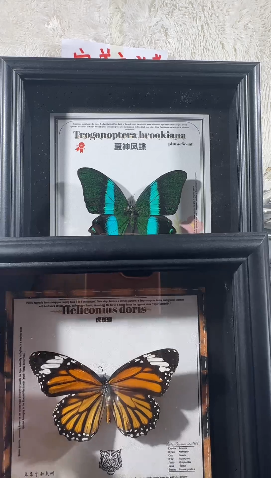 木虎斑两只压棉   