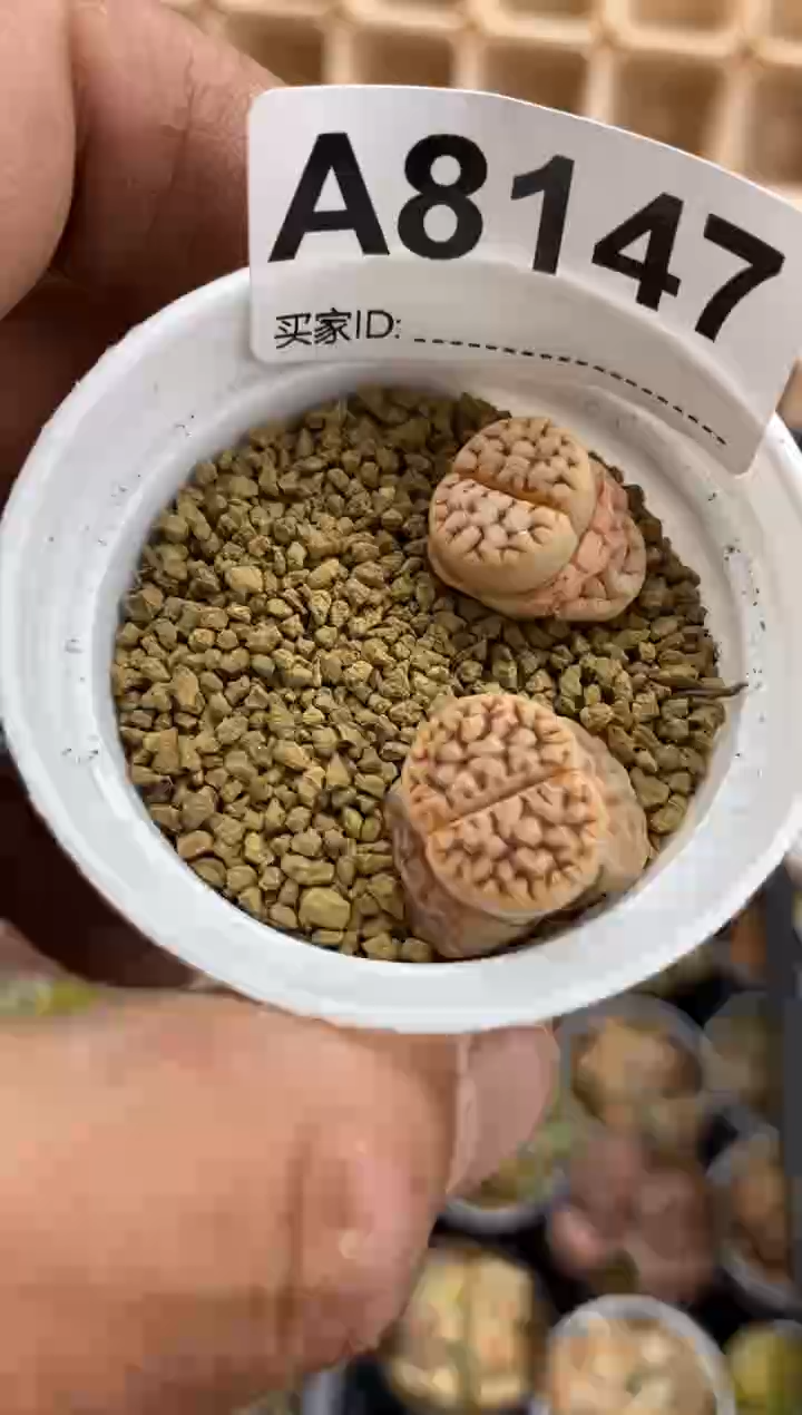 【闪购商品】8147直播一物一拍