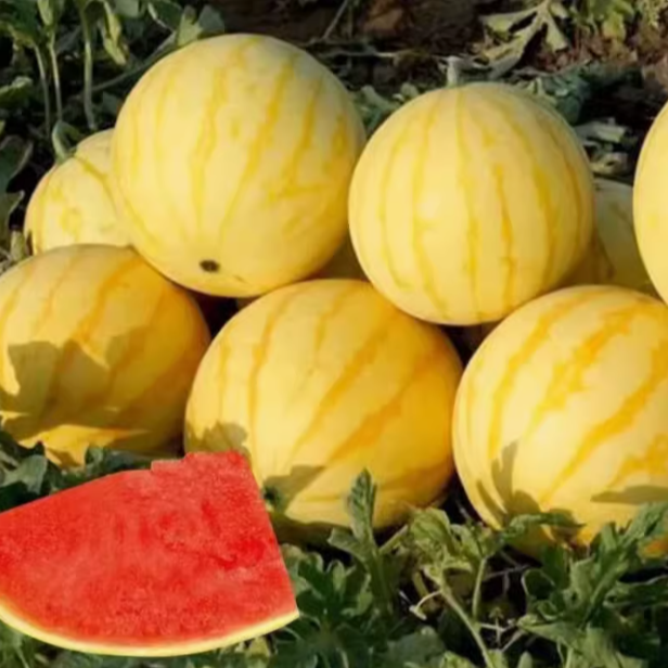 【红星天天甄选】皇金后黄皮西瓜新鲜到货【顺丰次日达】西瓜同城送浙江省