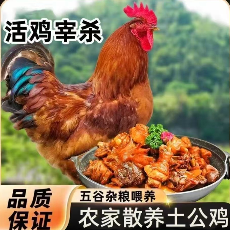 三只草原红公鸡带心肝胗净重十斤以上（顺丰冷链包邮）