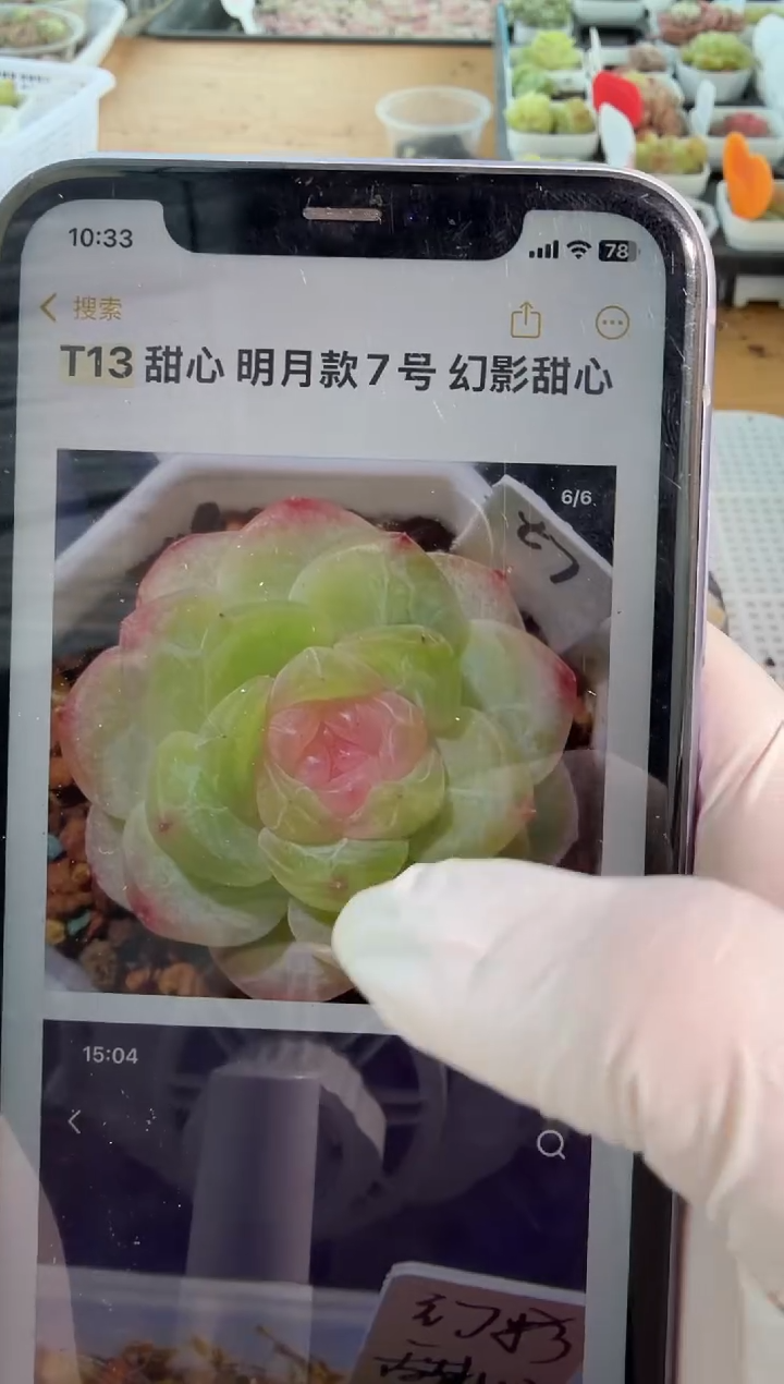 T13单双混 5颗量拍混发 满9.9包邮