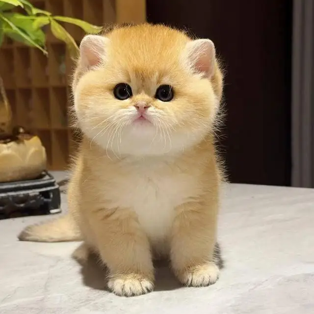 小肥咪精选宠物猫