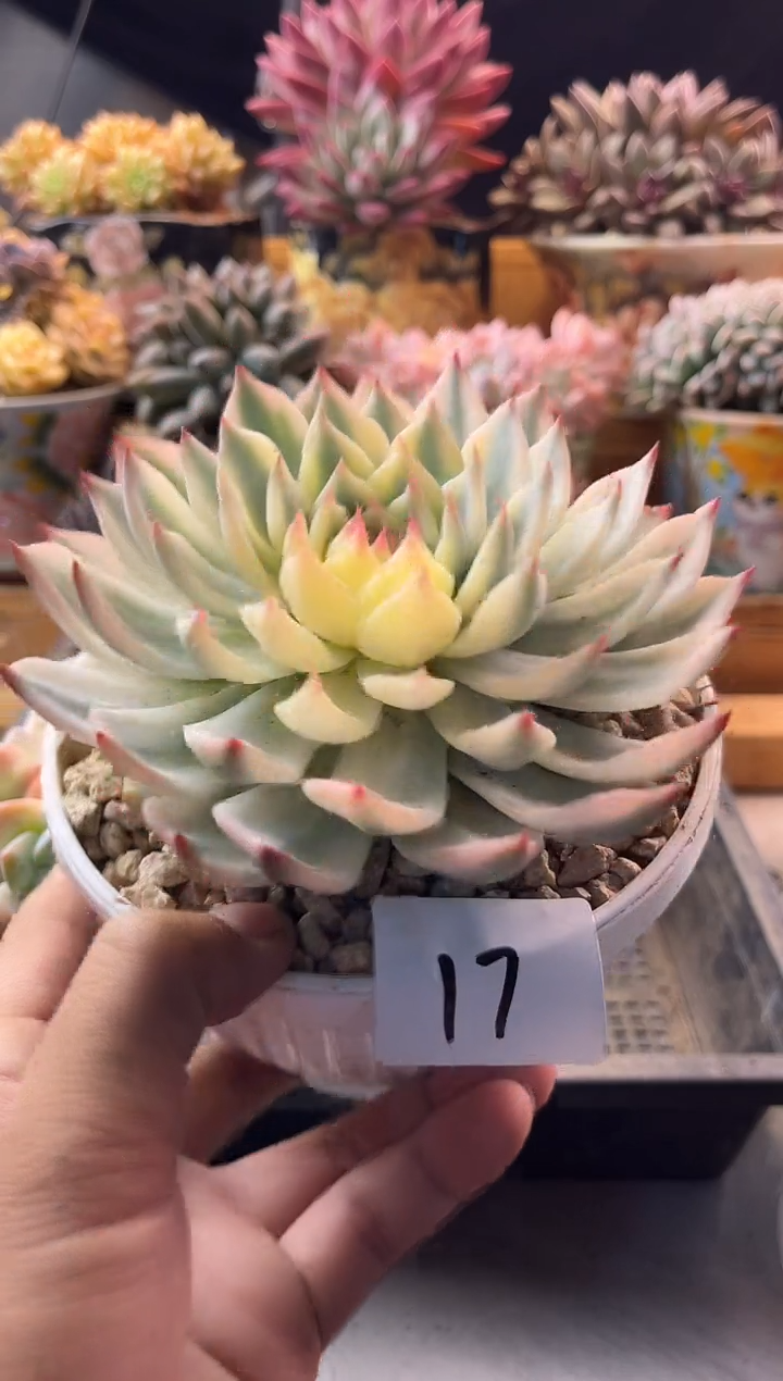9.24-17吉娃娃锦111111111111
