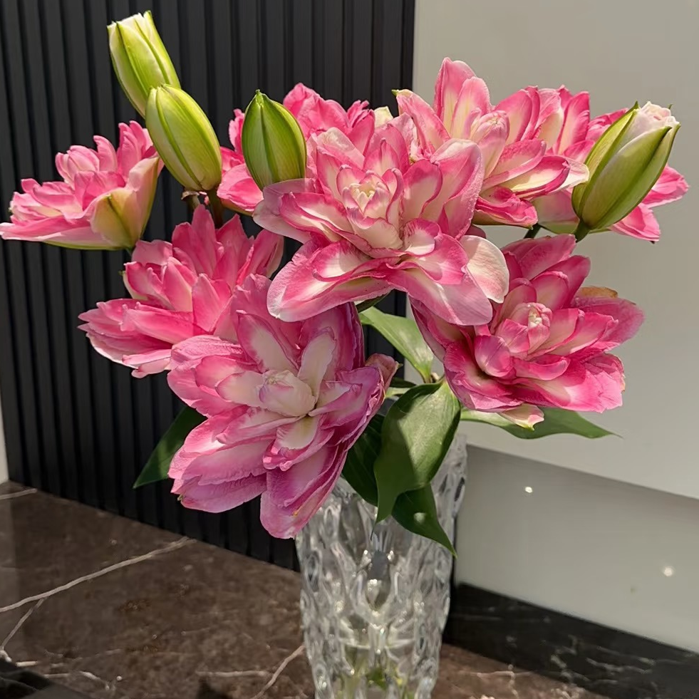 【若比邻优选】莲花美景重瓣香水百合 花苞偏圆 昆明直基地直发