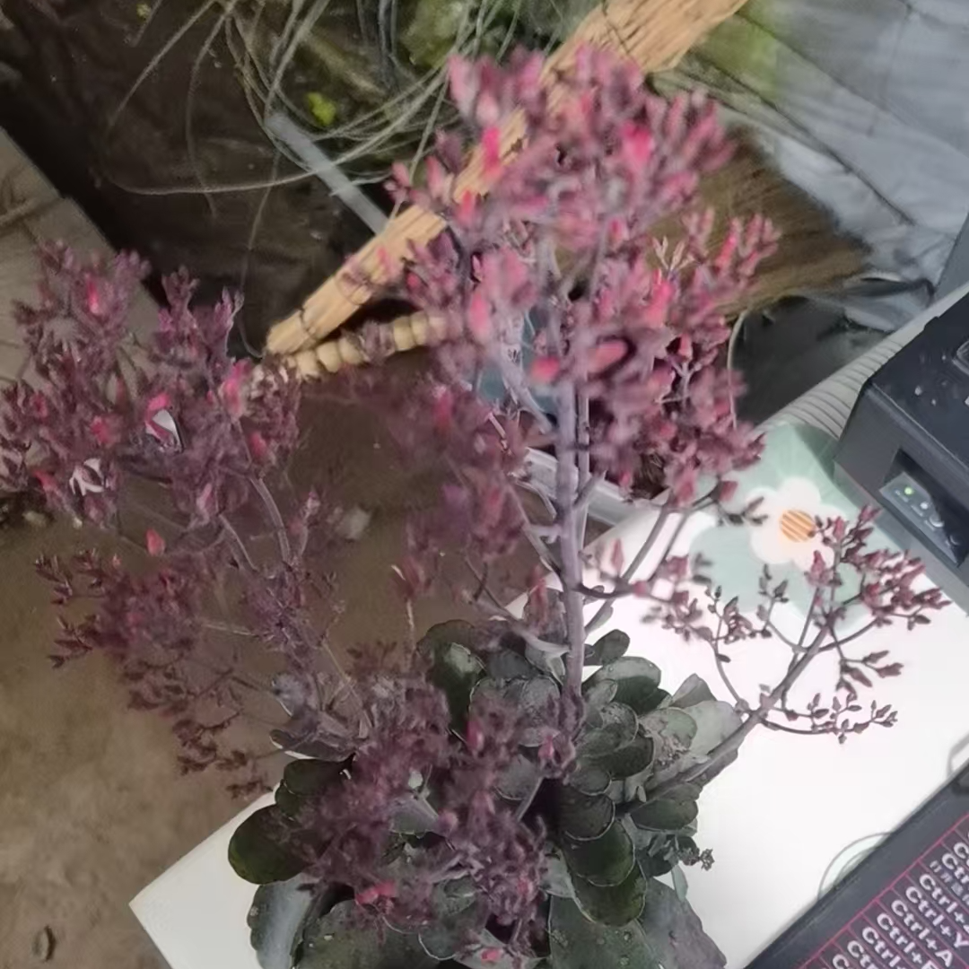 长寿花～【黑美人】（拍一送1棵小苗
