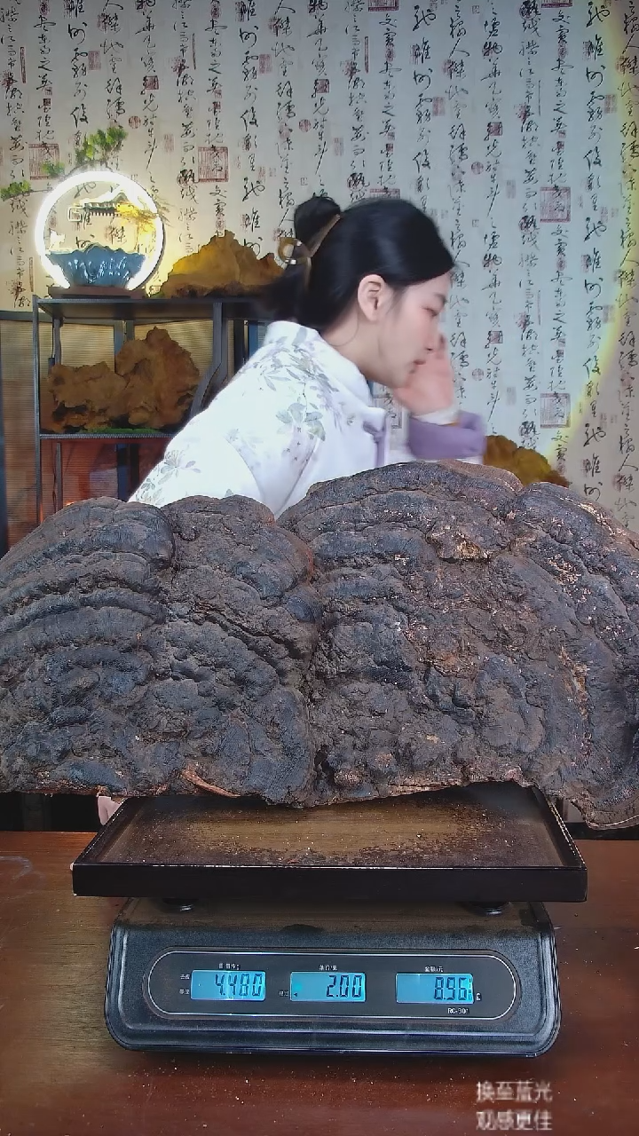 红缘拟层孔菌中国大陆【藏区野生】红缘树舌（8.96斤）90-100年份