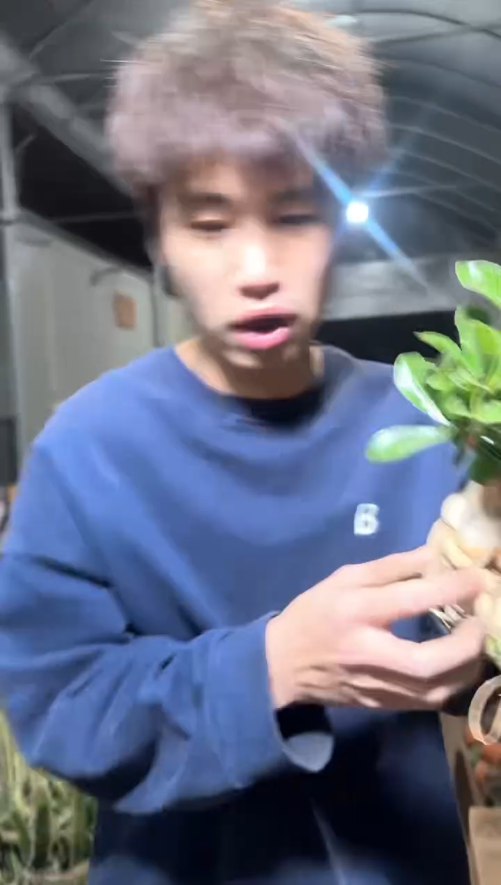 重瓣 沙漠玫瑰【带根】
