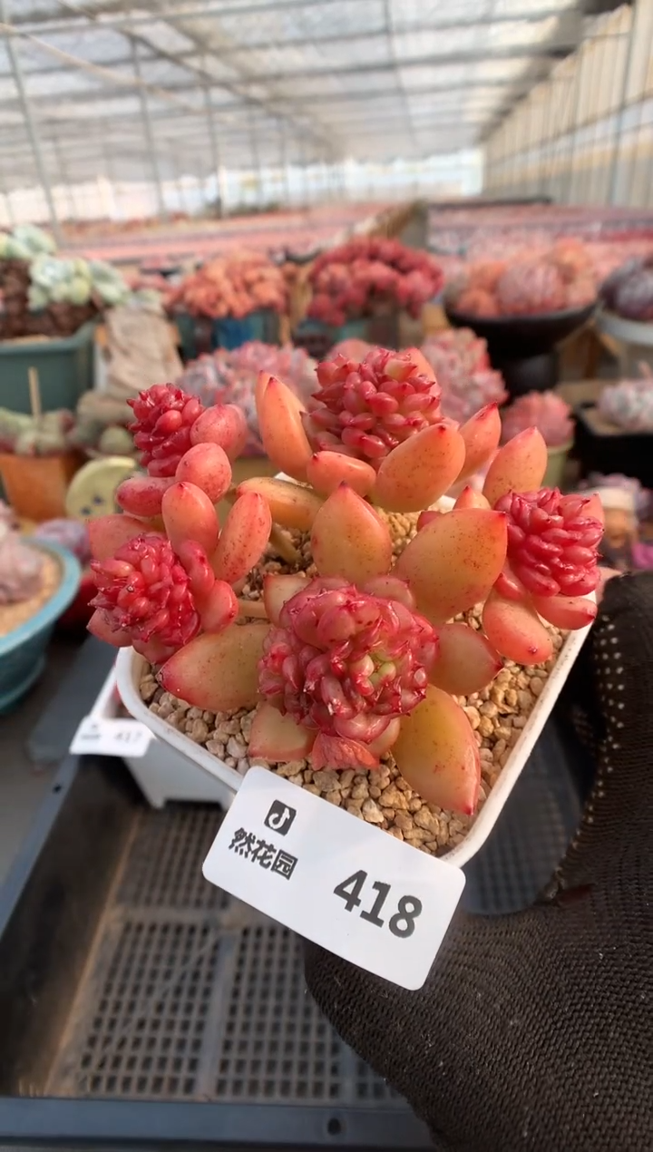 【闪购商品】418苹果花一物一拍