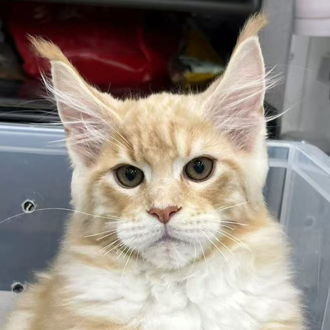 来了姊妹-红虎缅因猫 弟弟 21